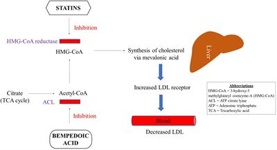 Effects of statins beyond lipid-lowering agents in ART-treated HIV infection